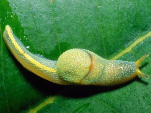 Leer alles over de Ninja-slak