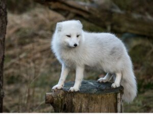 Ken je deze verschillende soorten vossen?