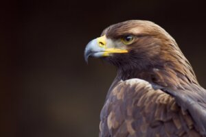 Paraplusoorten: wat zijn dit precies?