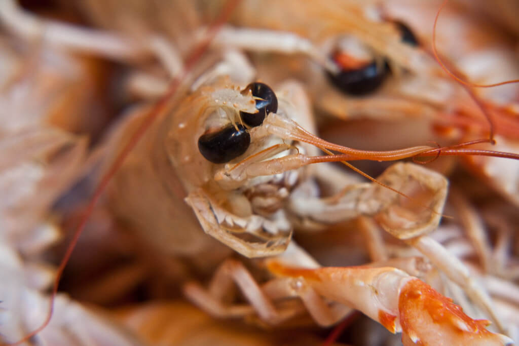 Noors kreeftje: 5 interessante feiten