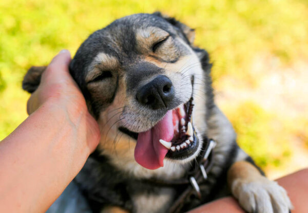 10 honden die geschiedenis schreven