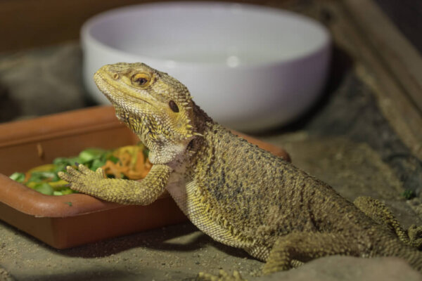 Enkele fascinerende omnivore reptielen!