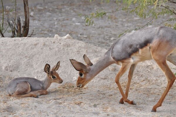 De Beira, een zeer merkwaardig dier