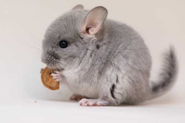 Kenmerken van de chinchilla: wat is het voor dier?