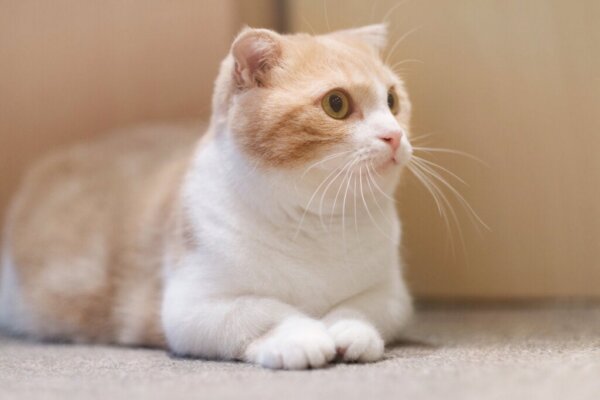Kattenmiauwen en hun betekenis