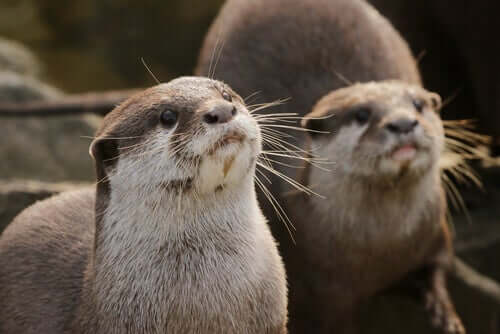 De kenmerken, het gedrag en de leefomgeving van de otter