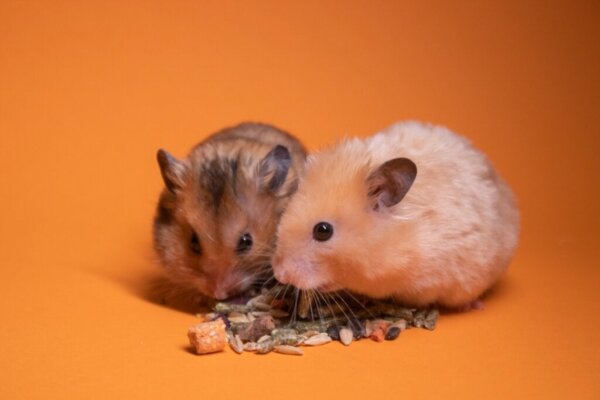 Is een hamsterbeet gevaarlijk?