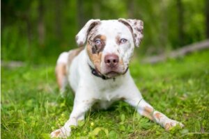 Kunnen honden mango's eten?