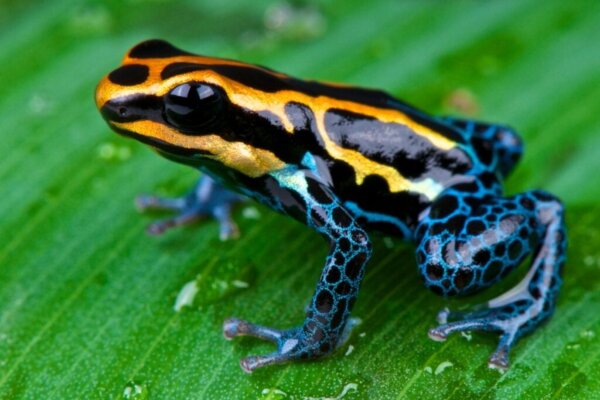 De 12 mooiste dieren in Ecuador