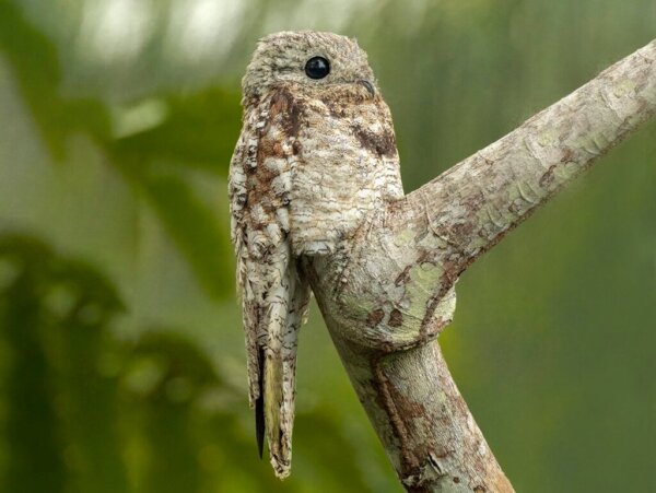 Maak kennis met de potoo, vreemd maar fascinerend!