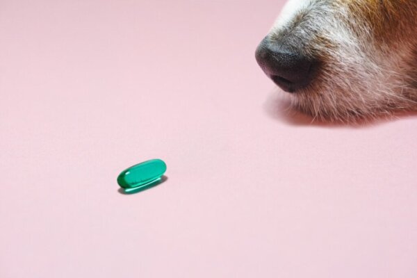 Gabapentine voor honden: gebruik en dosering