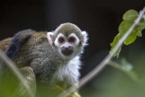 Apen - waarom is het een slecht idee om er een als huisdier te hebben?