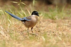 Kenmerken en gedrag van de blauwe ekster