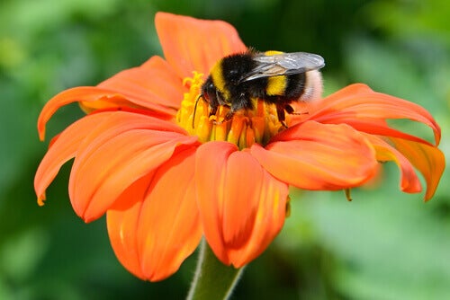 Bestuiving tussen dieren en planten is een voorouderlijke symbiose