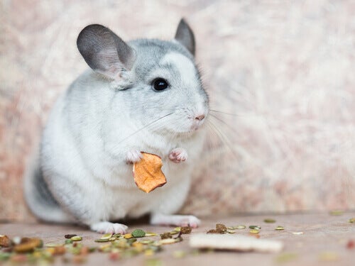 Juiste verzorging en voeding van de chinchilla