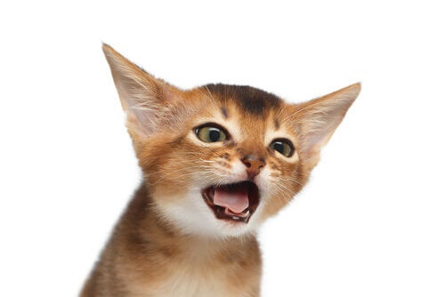 Enkele veelvoorkomende oorzaken van hoesten bij katten