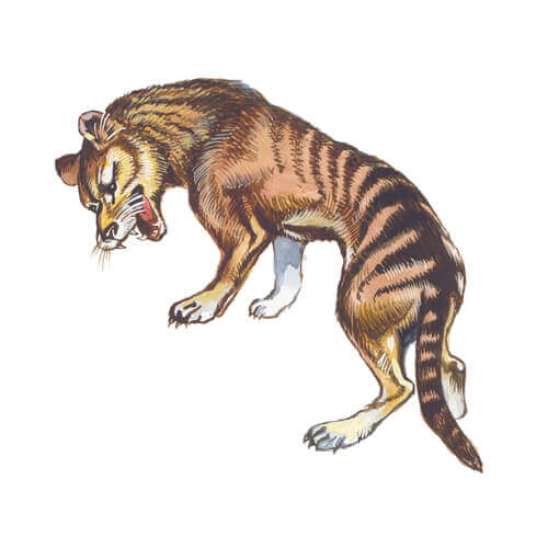 Kenmerken van de Tasmaanse tijger