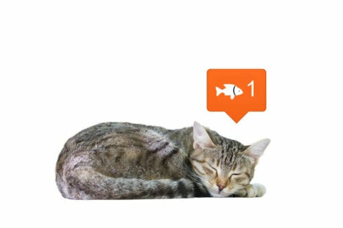 Sociale netwerken veranderen hoe je dieren waarneemt