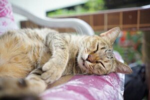Alles over het feline immunodeficiëntievirus (FIV)