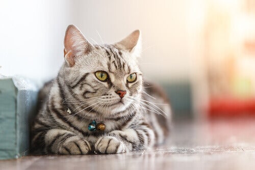De wetenschap achter het welzijn van huiskatten