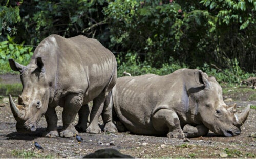 Kenmerken en eetgewoonten van Indonesische Javaanse neushoorns