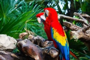 Pratende vogels - soorten en kenmerken