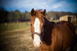 Kies de juiste maat paard