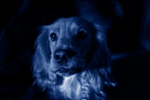 Blauwe honden verschijnen plotseling in een Russische stad