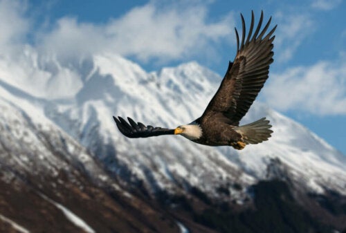 Dagroofvogels, de heersers van de lucht?