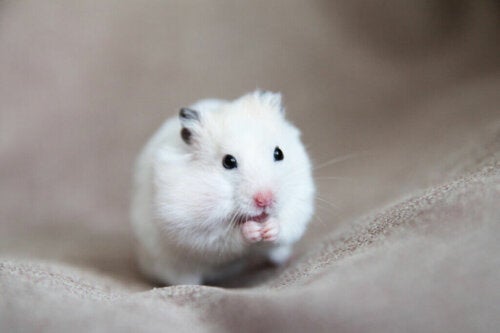 Oorzaken, symptomen en behandelingen van tumoren bij hamsters
