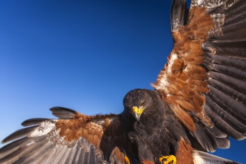 De woestijnbuizerd: de wolf van de lucht