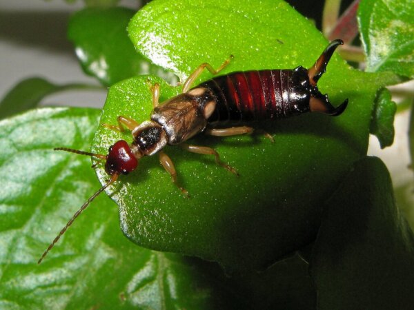 Leer alles over de oorworm, een zeer merkwaardig insect