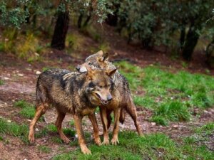Alles over de Iberische wolf