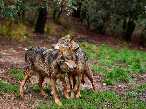 Alles over de Iberische wolf