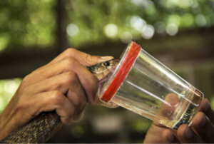 Ontdek de kracht van gif als geneesmiddel