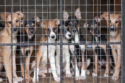 Wat is de juiste leeftijd om een hond te steriliseren of te castreren?