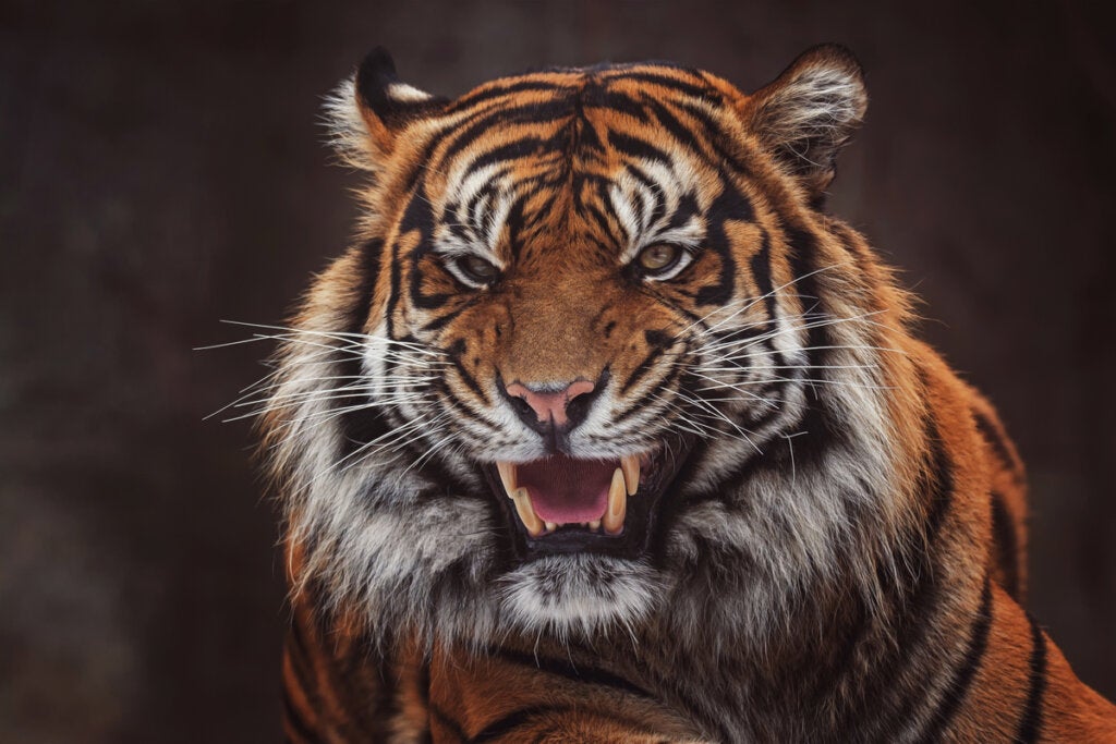 8 bedreigde zoogdieren