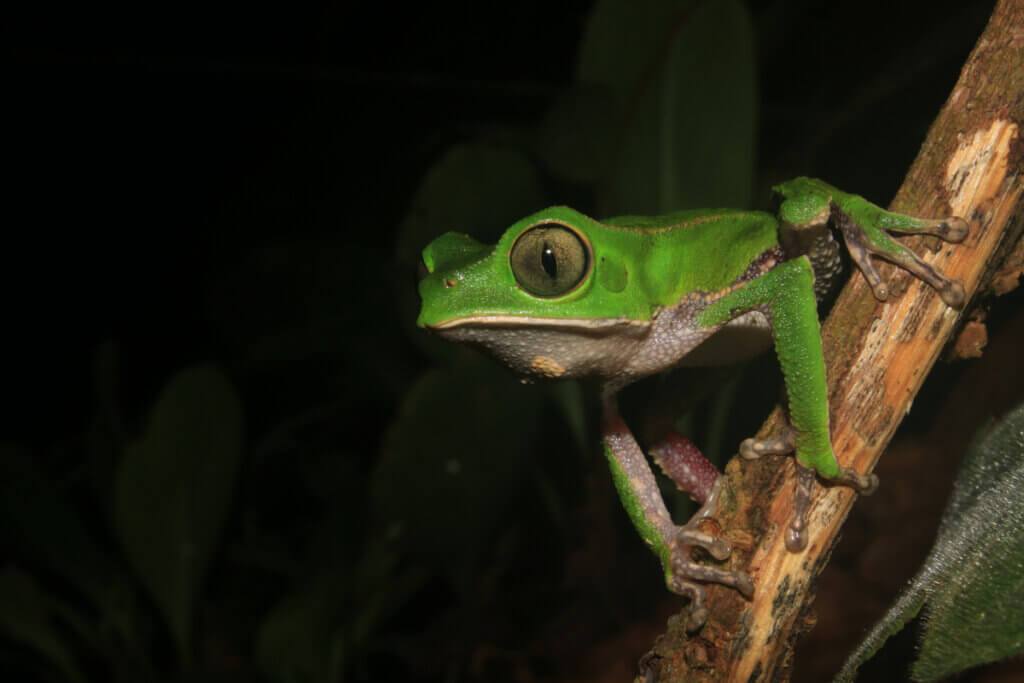 Apenkikkers: habitat en kenmerken