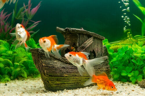 Verschillende soorten water voor je aquarium