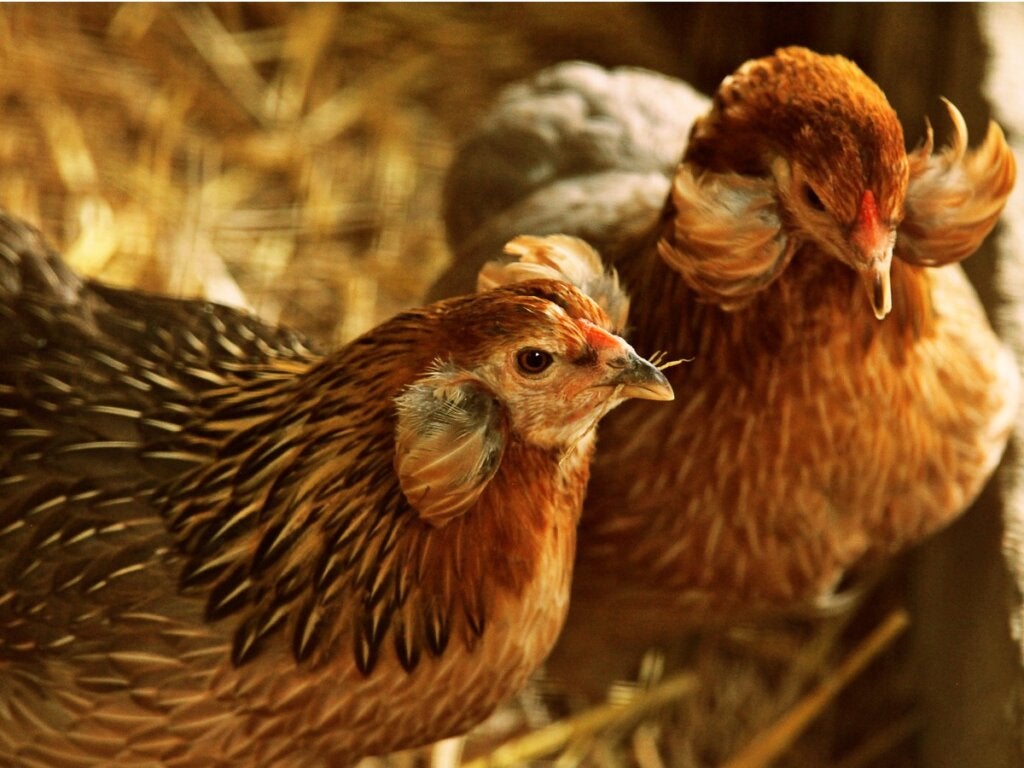 De Araucana: voortplanting, voeding en verzorging