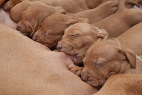 De voordelen van biest voor puppy's en kittens