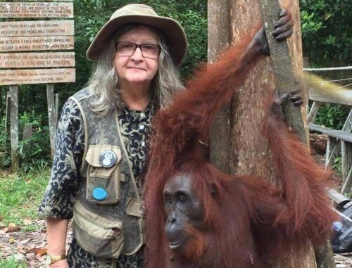 Wie is Biruté Galdikas?