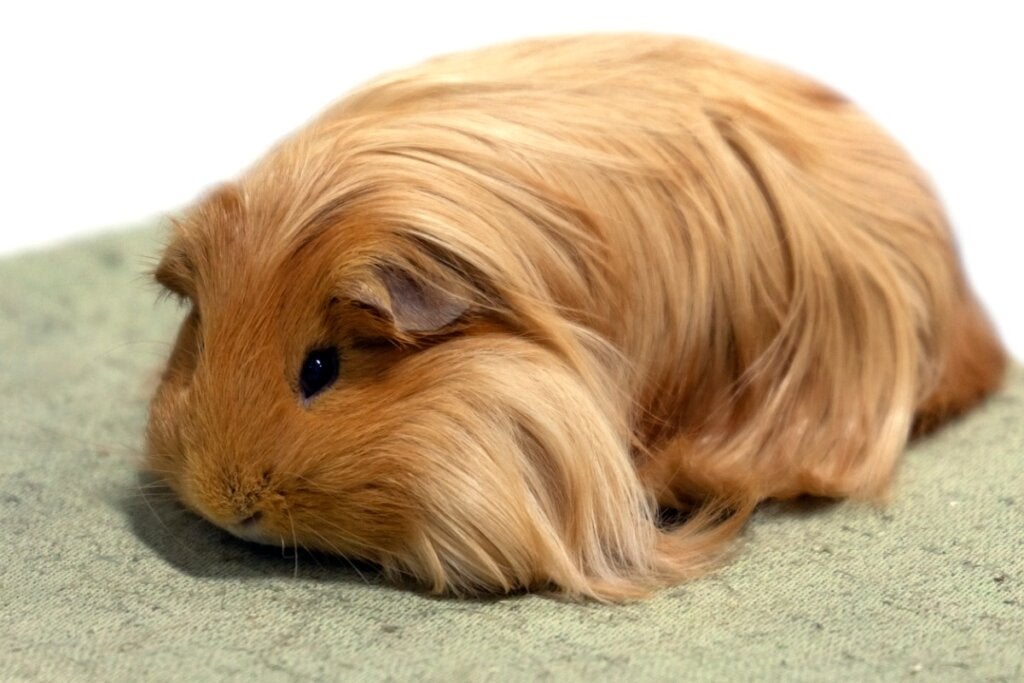 De sheltie: kenmerken, voeding en verzorging van dit caviaras