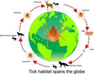 De circadiane cyclus in het dierenrijk