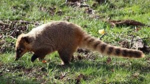 De Coati: kenmerken, gedrag en leefomgeving