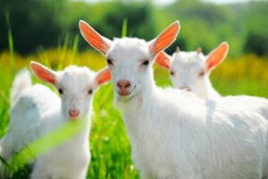 Wat Is Het Juiste Dieet Voor Geiten Om Te Eten wat-is-het-juiste-dieet-voor-geiten-om-te-eten
