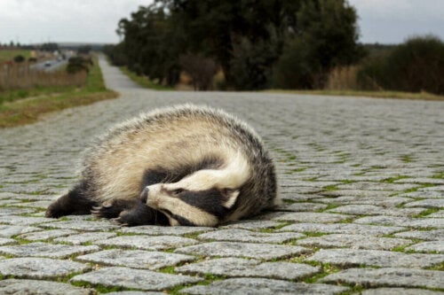 Ecologische vallen: waarom zijn ze een probleem voor dieren?