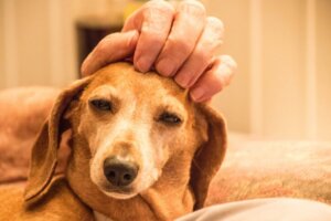 De Animal Welfare Awards: een goed initiatief