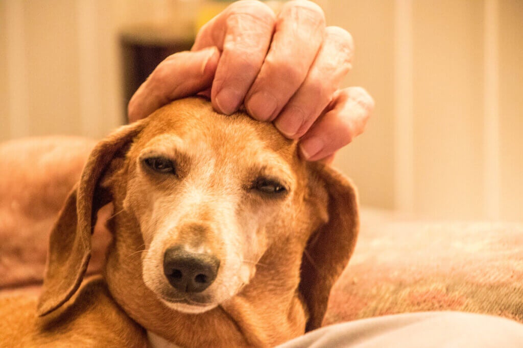 De Animal Welfare Awards: een goed initiatief