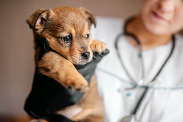 Waar je op moet letten als je voor het eerst naar de dierenarts gaat met je huisdier